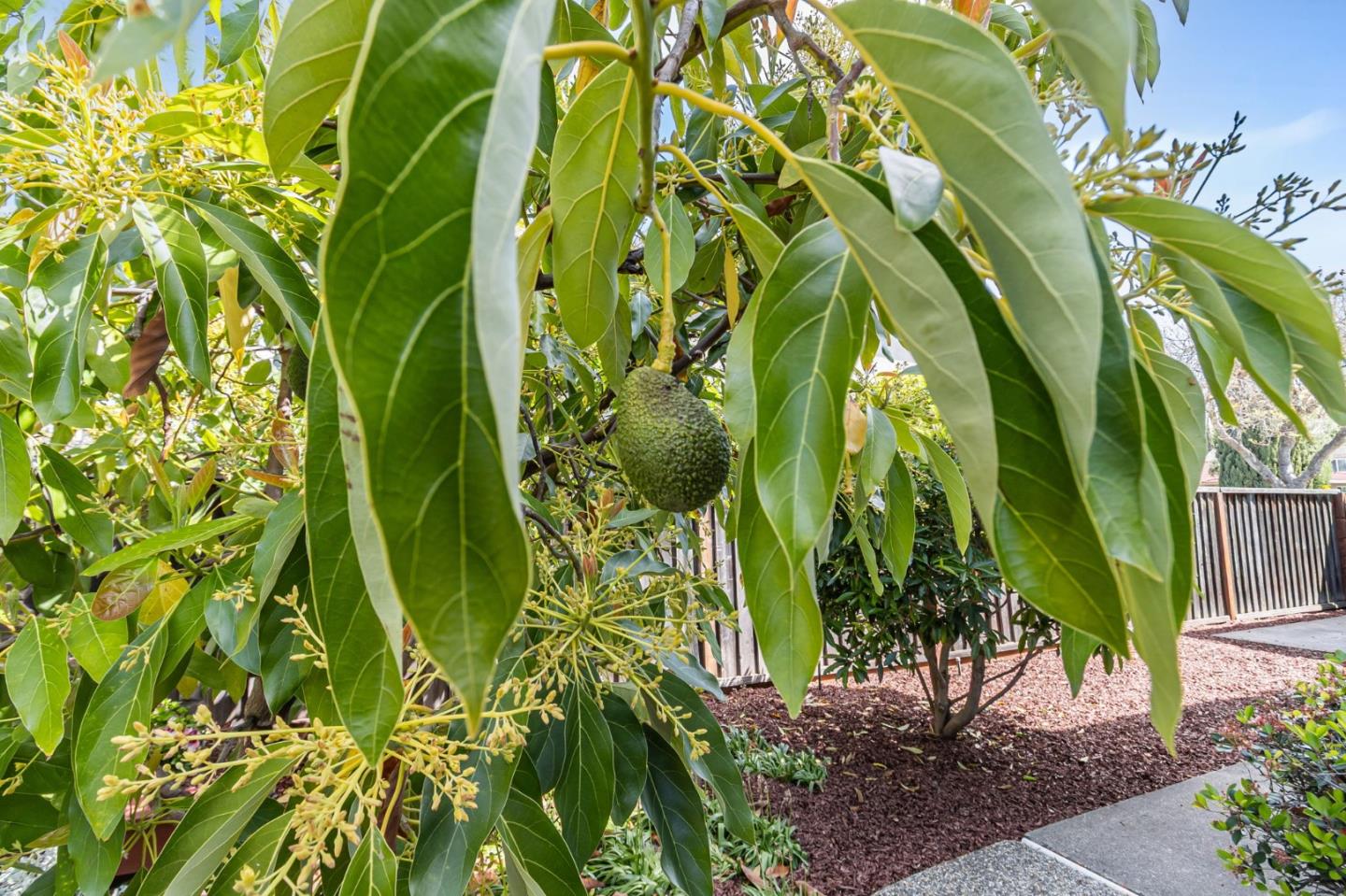 Detail Gallery Image 49 of 50 For 743 Silver Pine Ct, Sunnyvale,  CA 94086 - 5 Beds | 2/1 Baths