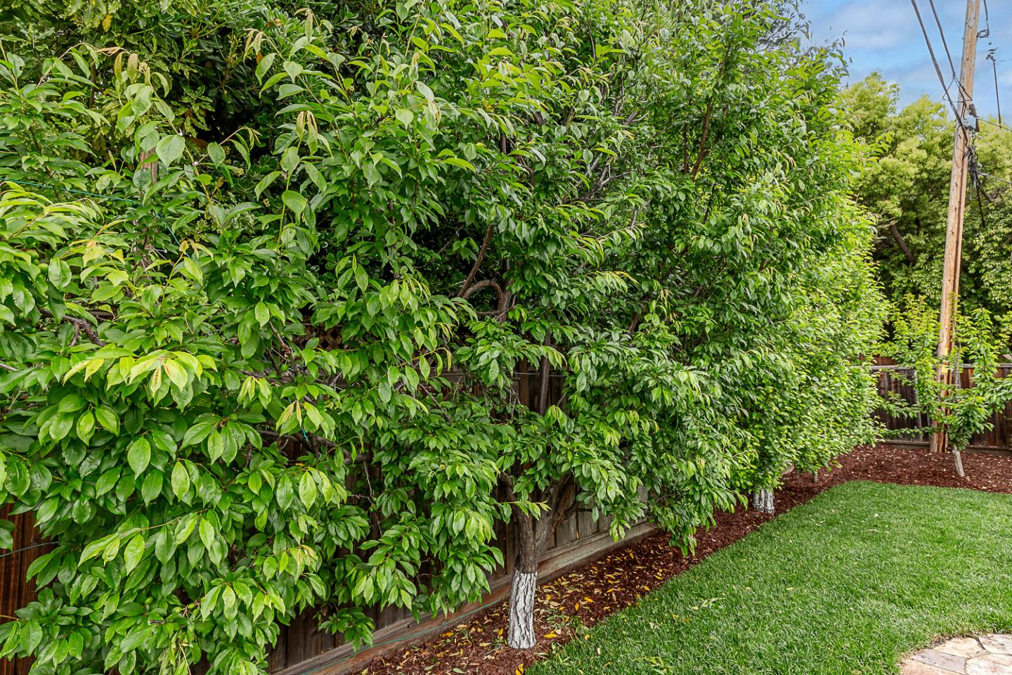 Detail Gallery Image 29 of 42 For 1532 Meadow Ln, Mountain View,  CA 94040 - 4 Beds | 2/1 Baths