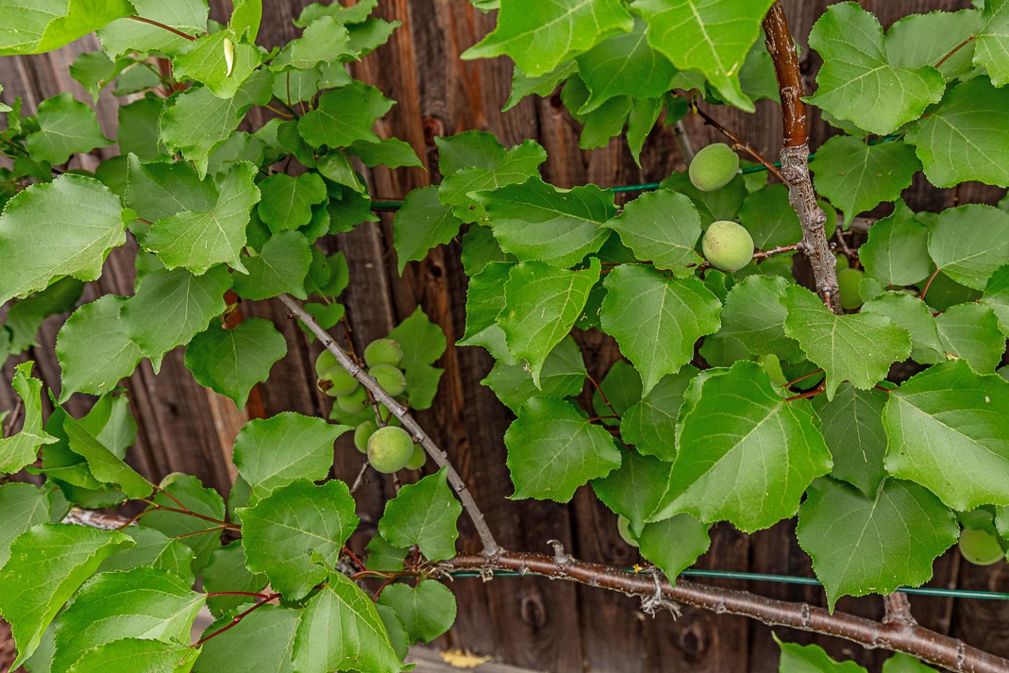 Detail Gallery Image 37 of 42 For 1532 Meadow Ln, Mountain View,  CA 94040 - 4 Beds | 2/1 Baths