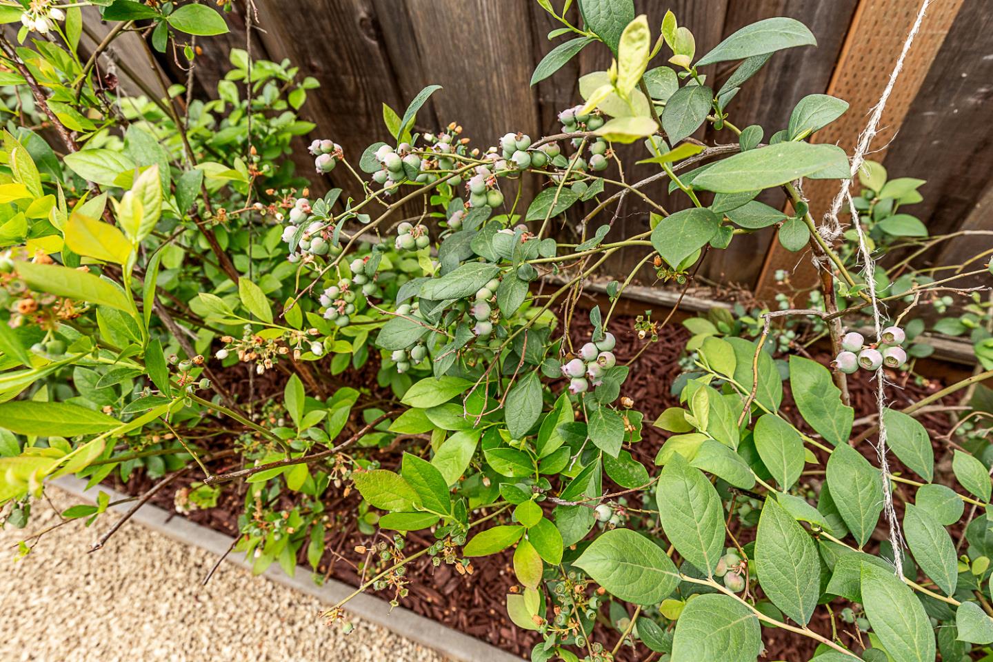 Detail Gallery Image 38 of 42 For 1532 Meadow Ln, Mountain View,  CA 94040 - 4 Beds | 2/1 Baths