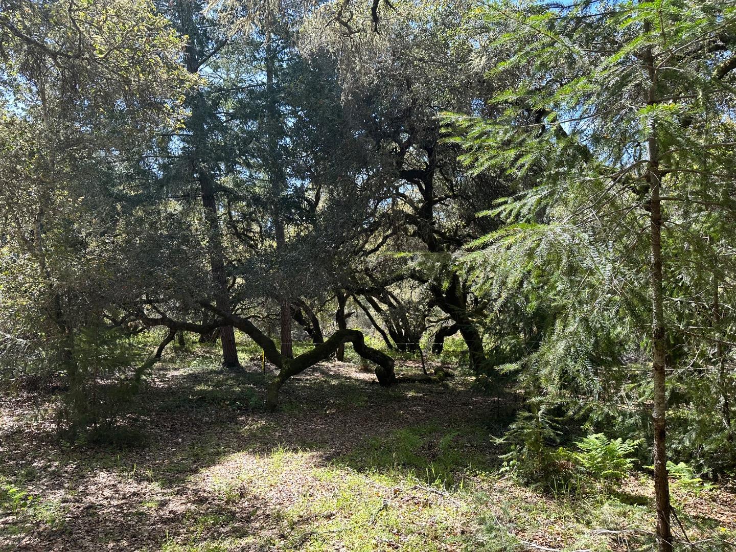 Detail Gallery Image 6 of 23 For 000 Hidden Glen Dr, Scotts Valley,  CA 95066 - – Beds | – Baths