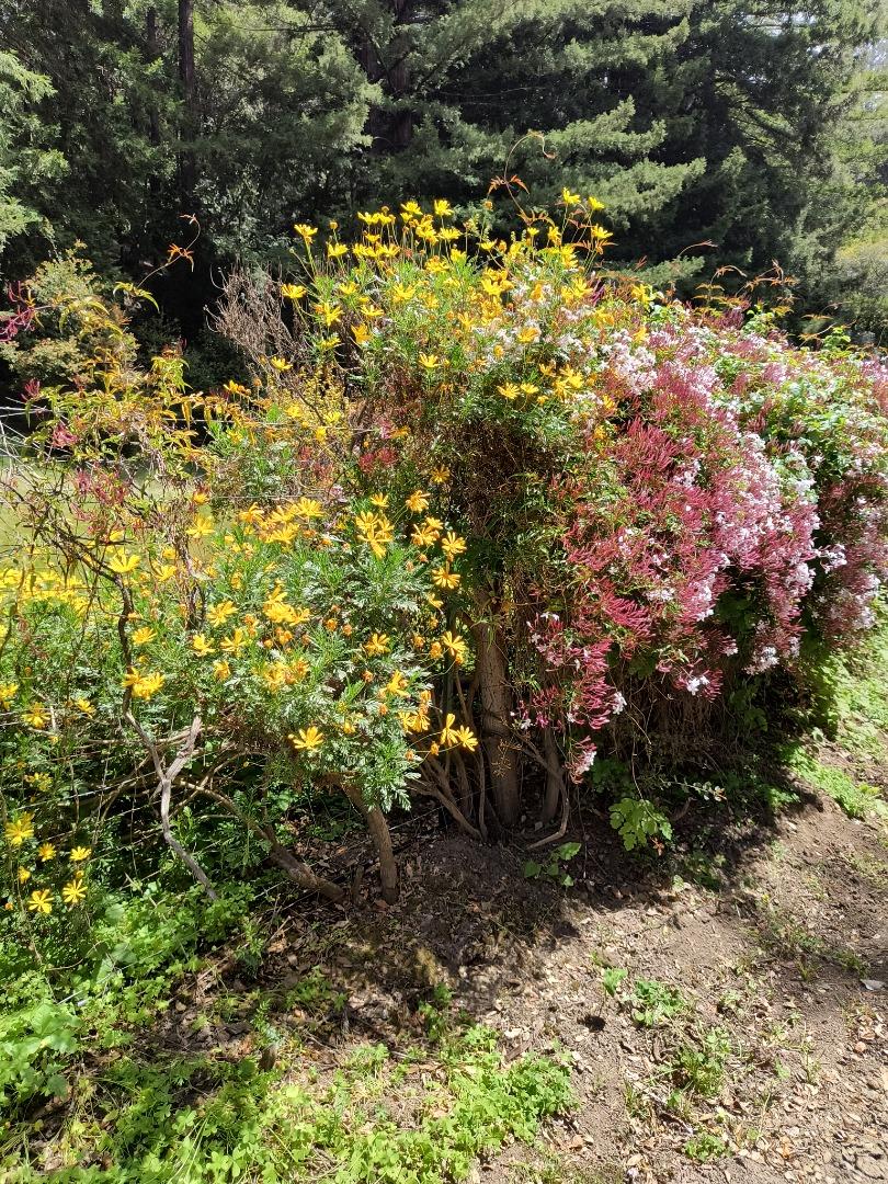 Detail Gallery Image 32 of 38 For 1380 Amaya Ridge Rd, Soquel,  CA 95073 - 3 Beds | 2/1 Baths