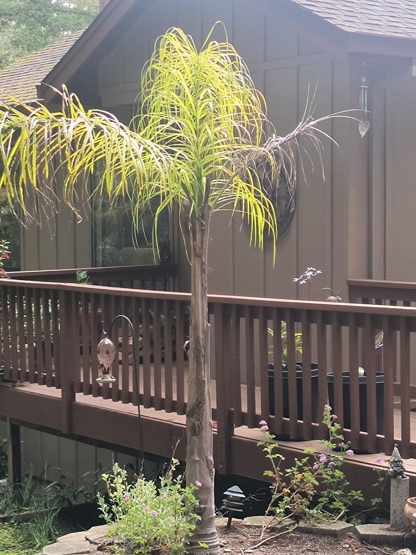 Detail Gallery Image 8 of 38 For 1380 Amaya Ridge Rd, Soquel,  CA 95073 - 3 Beds | 2/1 Baths