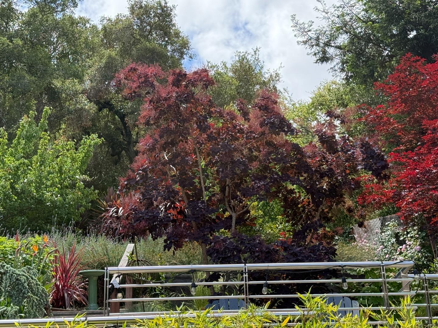 Detail Gallery Image 61 of 62 For 211 Manor Dr, San Carlos,  CA 94070 - 3 Beds | 2 Baths
