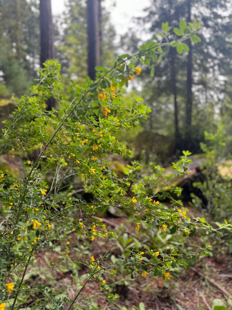Detail Gallery Image 6 of 13 For Address Not Disclosed, Boulder Creek,  CA 95006 - – Beds | – Baths