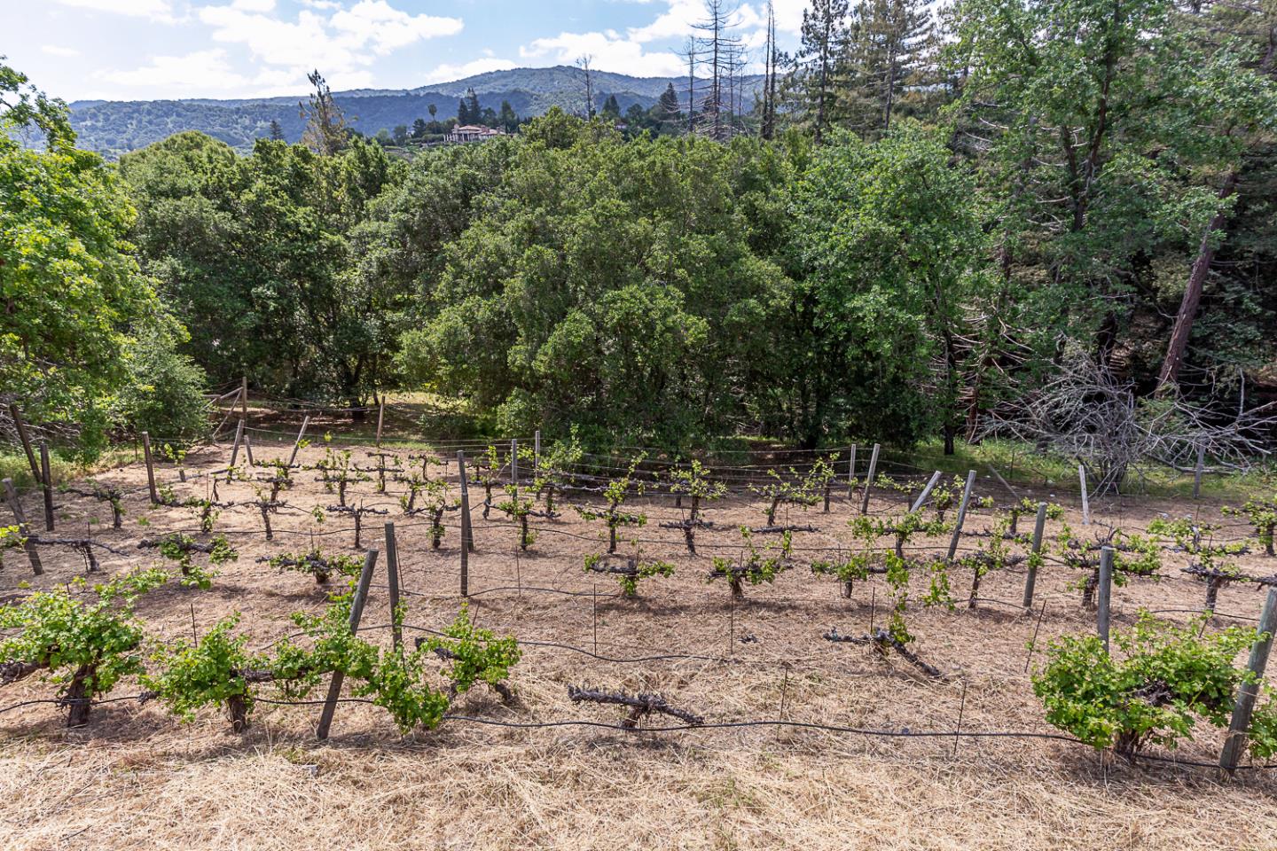 Detail Gallery Image 35 of 42 For 26350 Taaffe Rd, Los Altos Hills,  CA 94022 - 4 Beds | 2/1 Baths