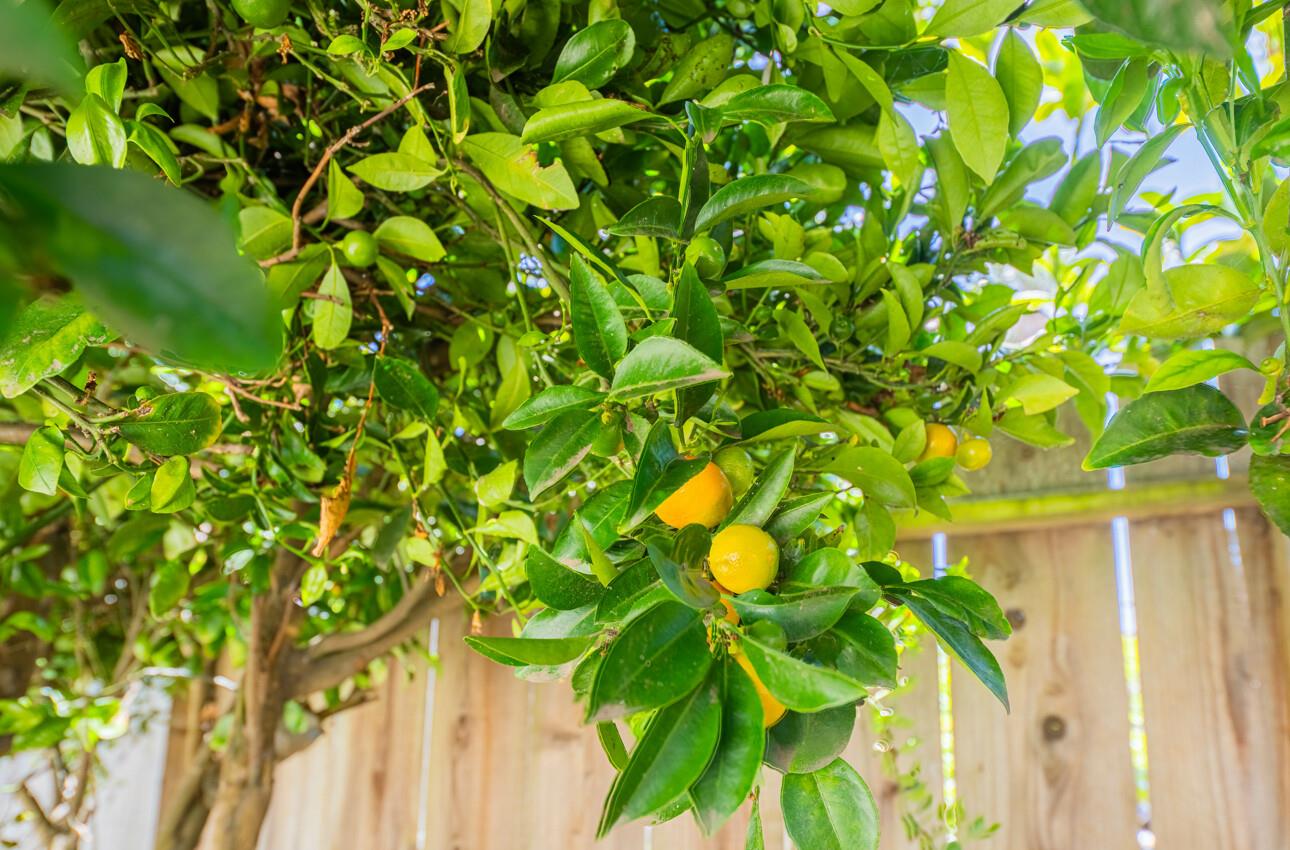 Detail Gallery Image 35 of 35 For 658 Los Coches Ave, Salinas,  CA 93906 - 3 Beds | 2 Baths