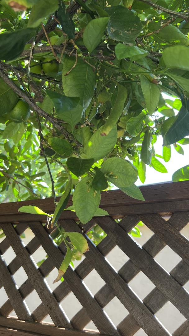 Detail Gallery Image 58 of 66 For 2315 Meadowmont Dr, San Jose,  CA 95133 - 3 Beds | 1 Baths