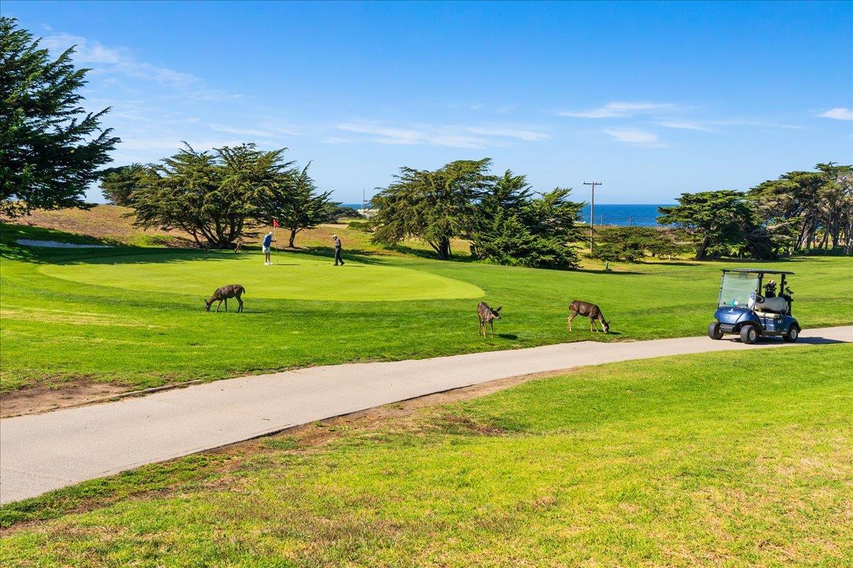 Detail Gallery Image 38 of 43 For 65 17 Mile Dr, Pacific Grove,  CA 93950 - 2 Beds | 1/1 Baths