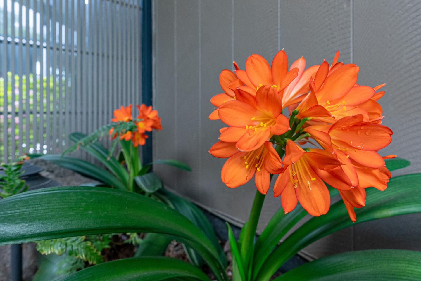 Detail Gallery Image 4 of 58 For 814 Beaverton Ct, Sunnyvale,  CA 94087 - 4 Beds | 2 Baths
