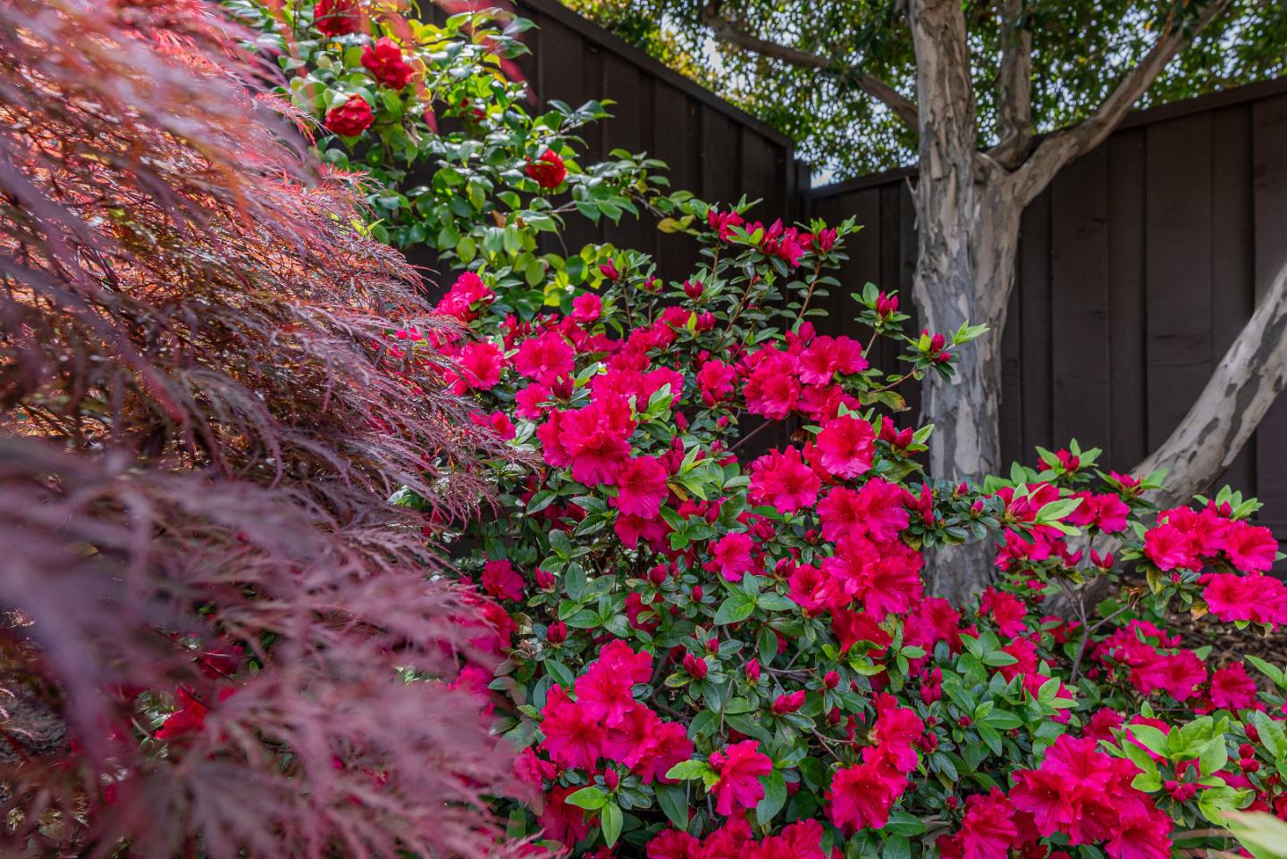 Detail Gallery Image 56 of 58 For 814 Beaverton Ct, Sunnyvale,  CA 94087 - 4 Beds | 2 Baths