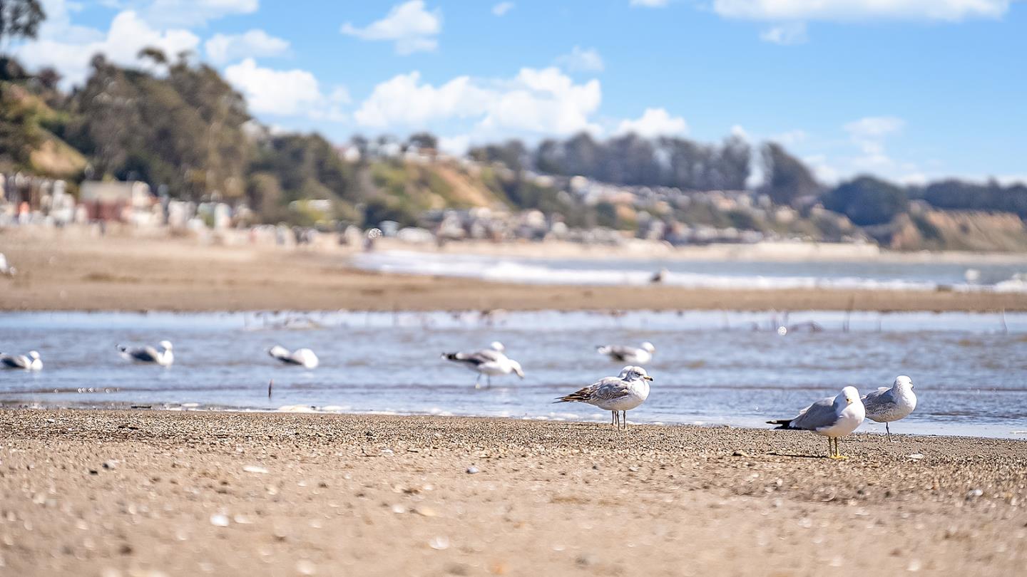 Detail Gallery Image 37 of 39 For 249 Spreckels Dr, Aptos,  CA 95003 - 3 Beds | 2 Baths