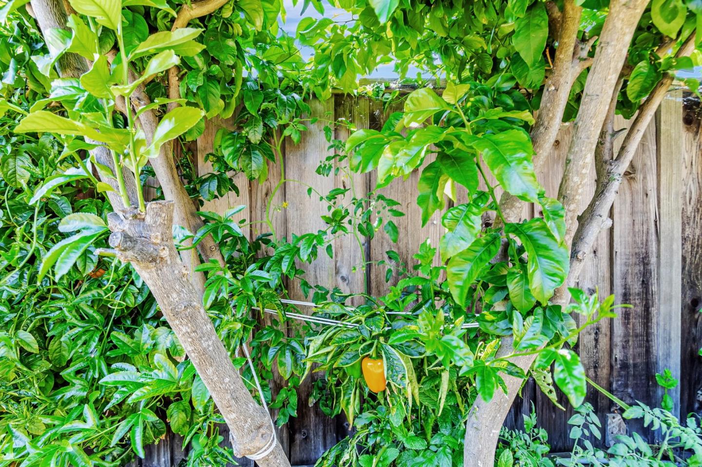 Detail Gallery Image 39 of 51 For 2473 Olive Ave, San Jose,  CA 95128 - 2 Beds | 1 Baths