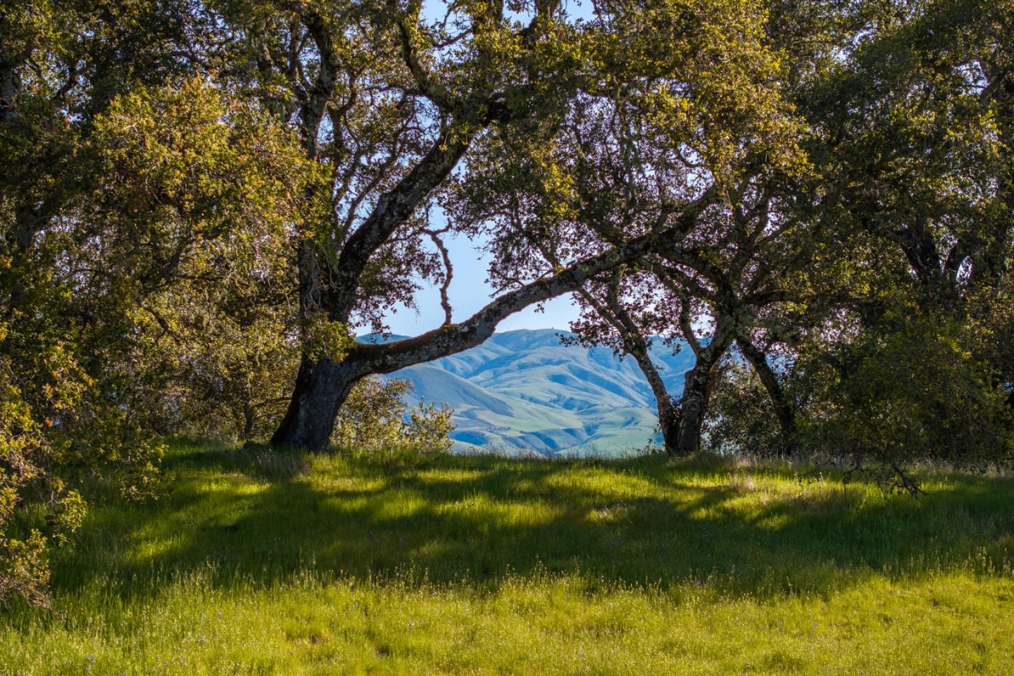 Detail Gallery Image 7 of 23 For 7 Long Ridge, Carmel,  CA 93923 - – Beds | – Baths