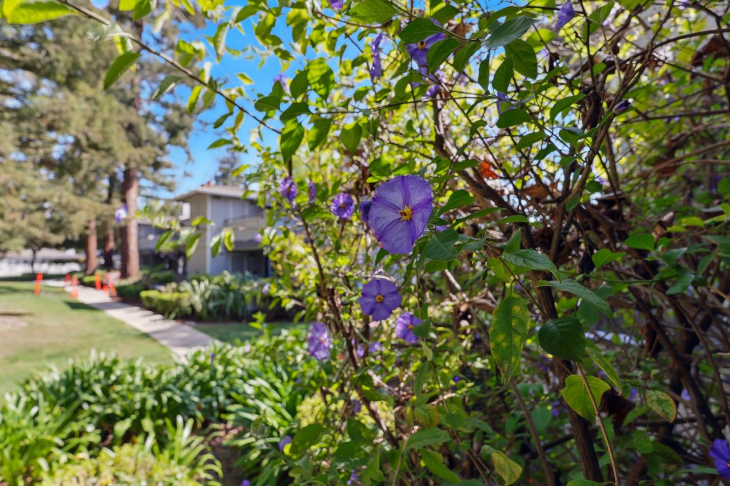 Detail Gallery Image 34 of 41 For 4033 Ralston Cmn, Fremont,  CA 94538 - 2 Beds | 2 Baths