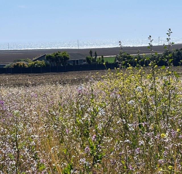 Detail Gallery Image 9 of 12 For 00 Bluff Rd, Moss Landing,  CA 95039 - – Beds | – Baths