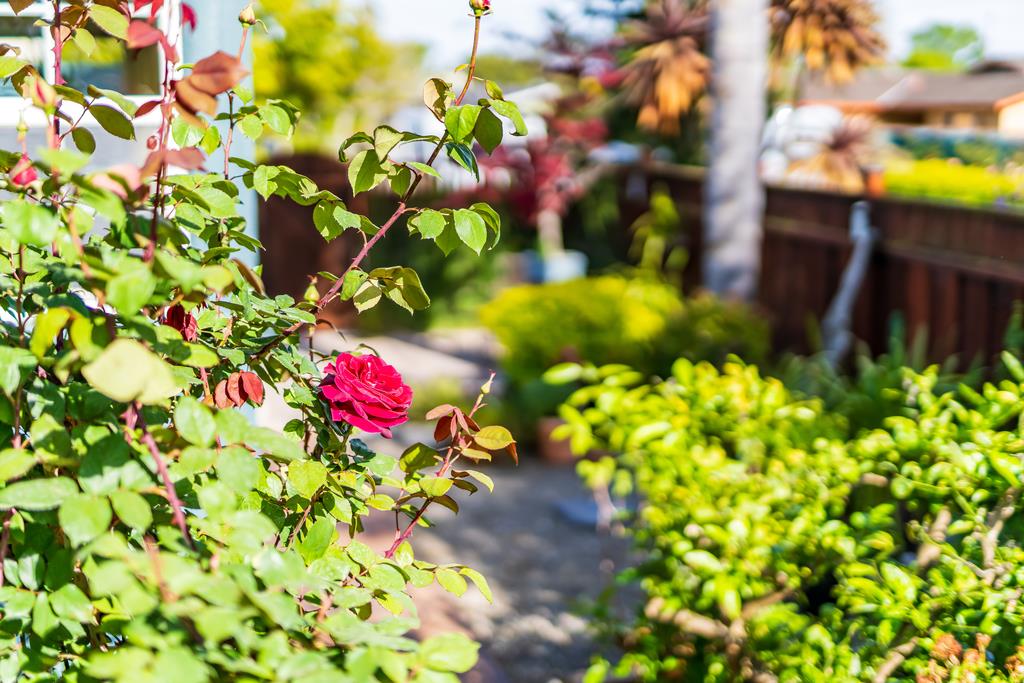 Detail Gallery Image 53 of 68 For 1021 Webster St, Santa Cruz,  CA 95062 - 3 Beds | 2 Baths
