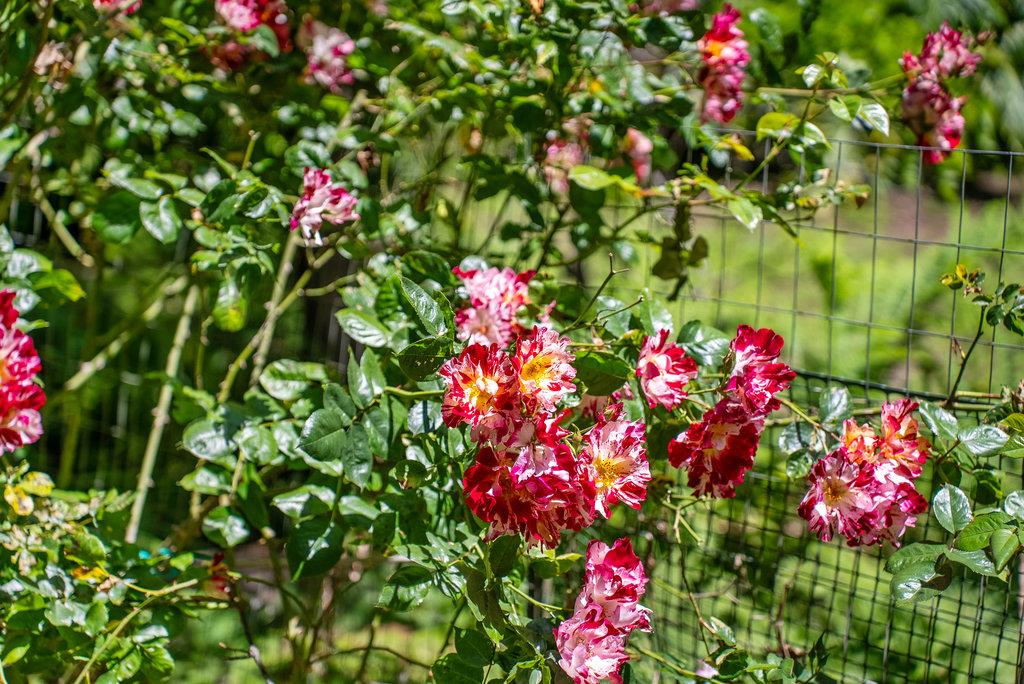 Detail Gallery Image 24 of 30 For 3920 Porter Gulch Rd, Aptos,  CA 95003 - 2 Beds | 1 Baths