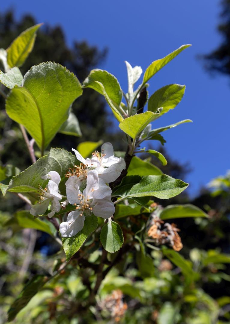 Detail Gallery Image 52 of 64 For 645 Skyward Dr, Aptos,  CA 95003 - 3 Beds | 2/1 Baths