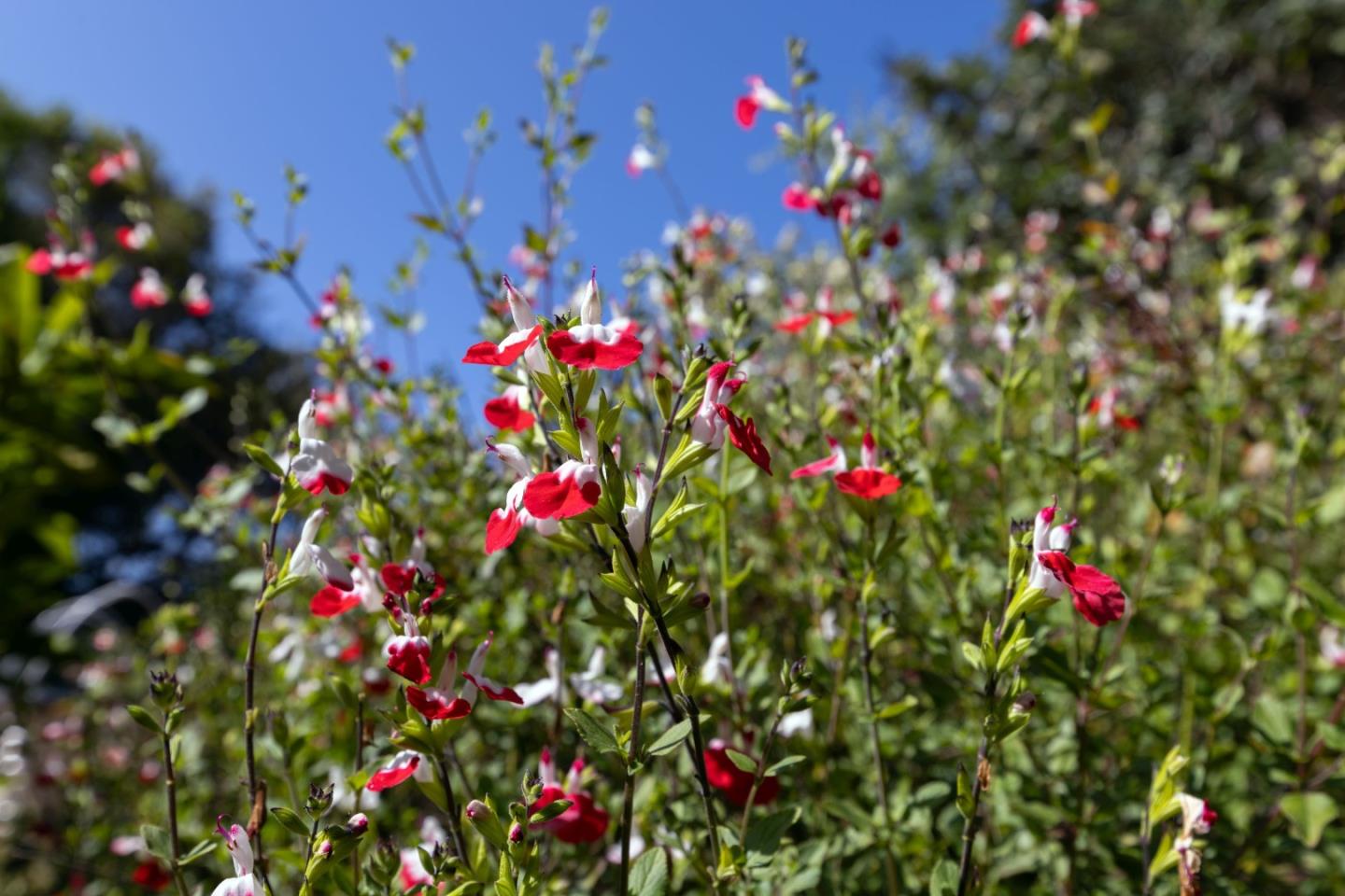Detail Gallery Image 59 of 64 For 645 Skyward Dr, Aptos,  CA 95003 - 3 Beds | 2/1 Baths