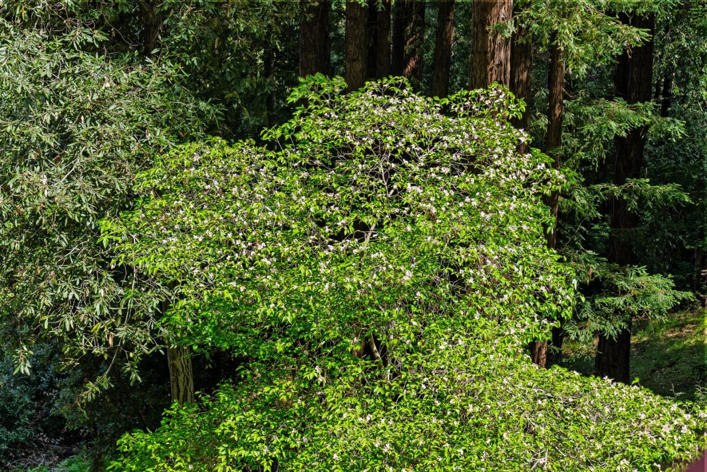 Detail Gallery Image 29 of 49 For 50 Hidden Meadow Ln, Scotts Valley,  CA 95066 - 4 Beds | 3 Baths