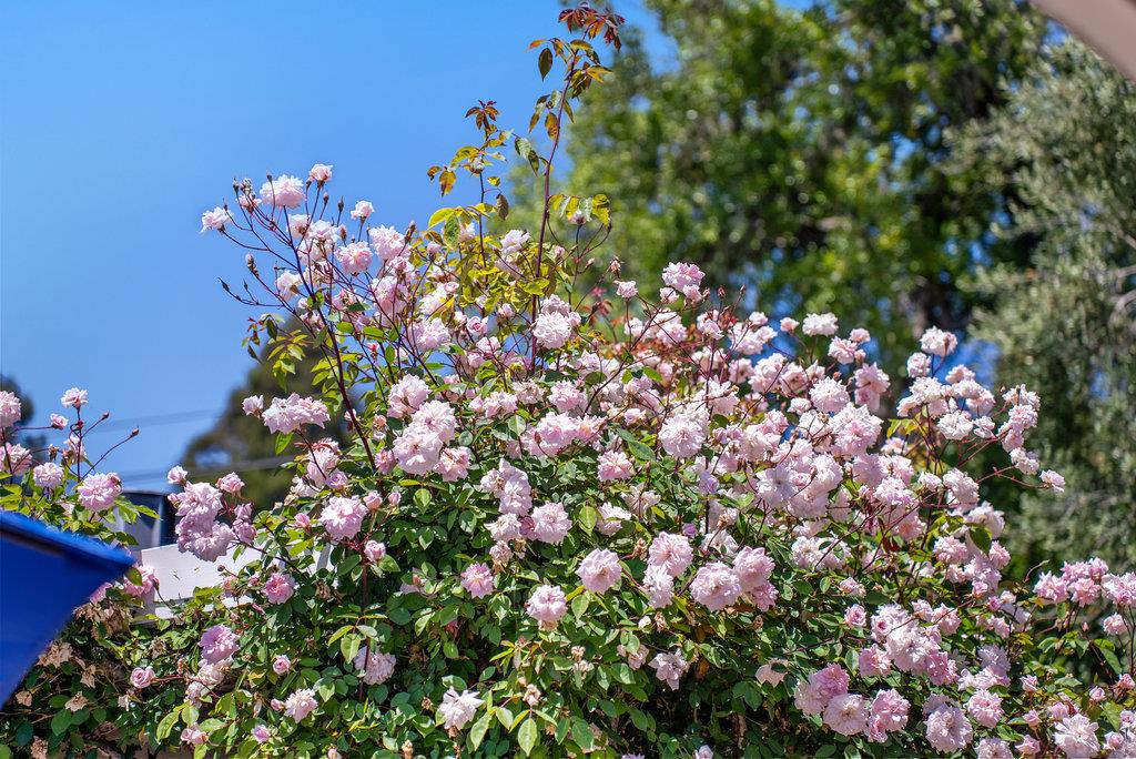 Detail Gallery Image 32 of 34 For 290 Saint Andrews Dr, Aptos,  CA 95003 - 4 Beds | 3 Baths