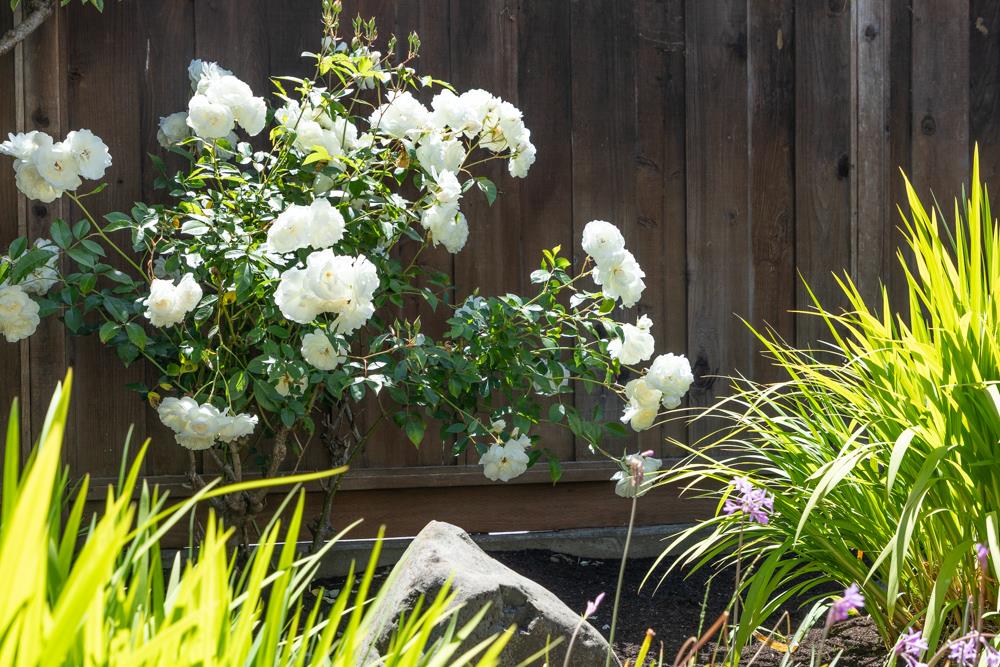 Detail Gallery Image 7 of 67 For 143 Moran Way, Santa Cruz,  CA 95062 - 3 Beds | 2 Baths