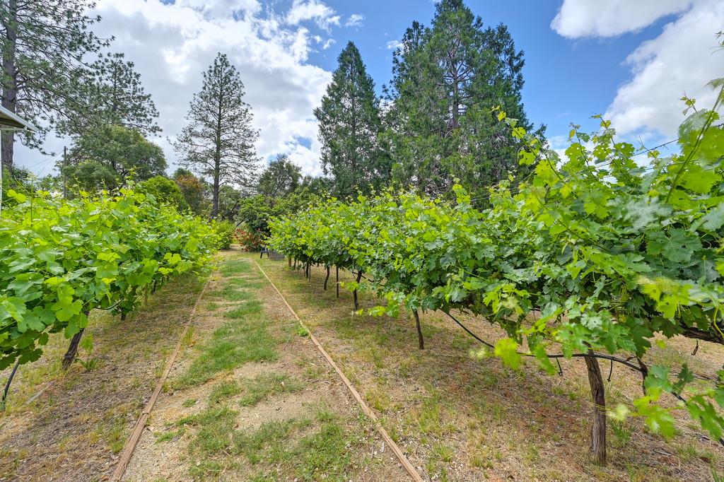 Detail Gallery Image 65 of 80 For 2640 Gayle Ln, Auburn,  CA 95602 - 3 Beds | 2/1 Baths