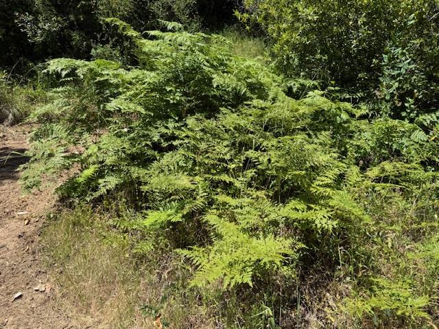 Detail Gallery Image 16 of 24 For 14056 Uvas Rd, Morgan Hill,  CA 95037 - – Beds | – Baths