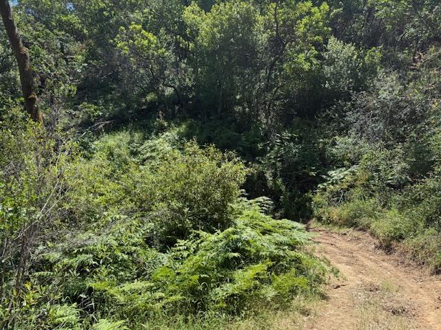 Detail Gallery Image 19 of 24 For 14056 Uvas Rd, Morgan Hill,  CA 95037 - – Beds | – Baths