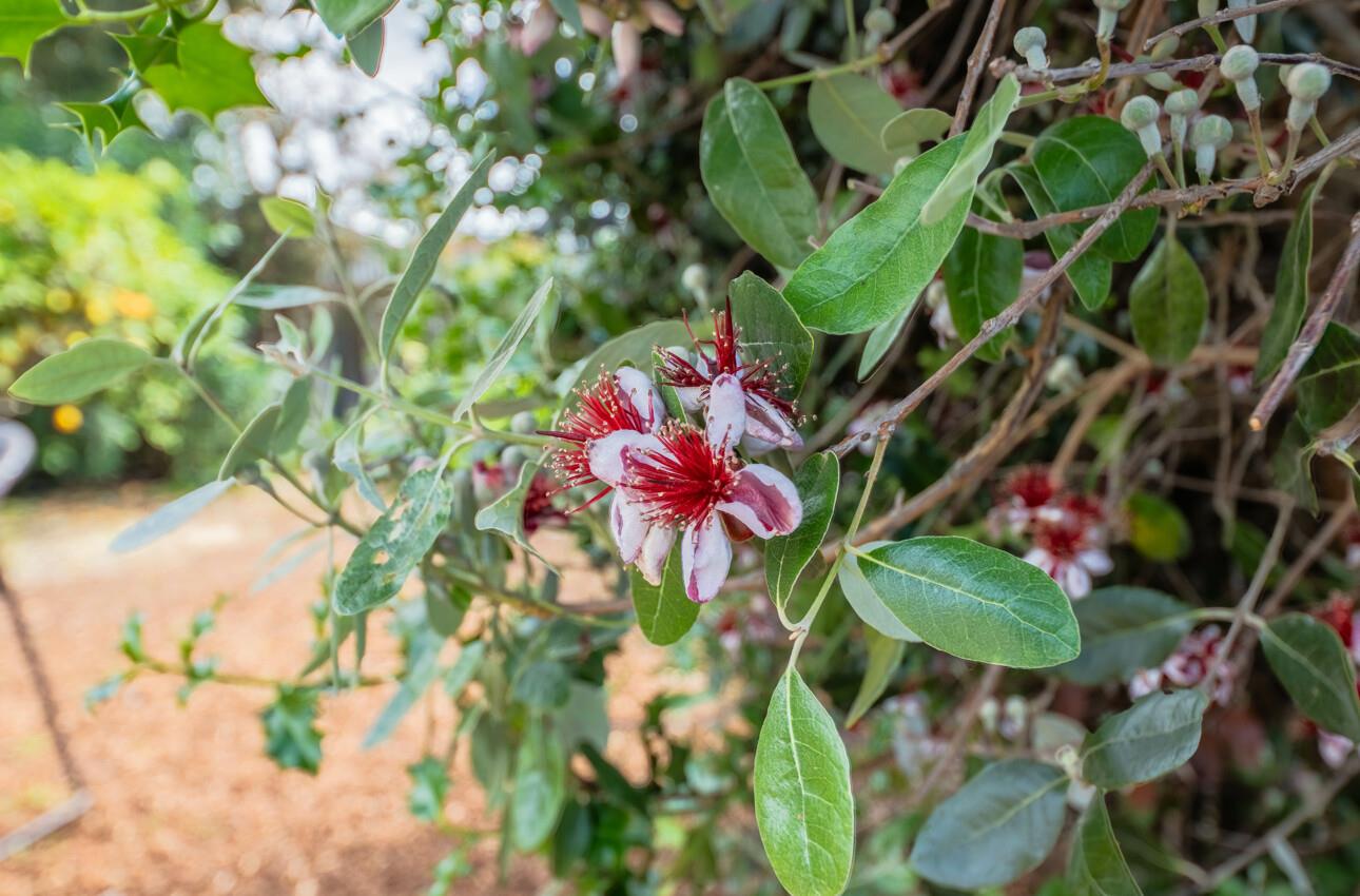 Detail Gallery Image 29 of 36 For 626 Ester Way, Watsonville,  CA 95076 - 2 Beds | 1 Baths