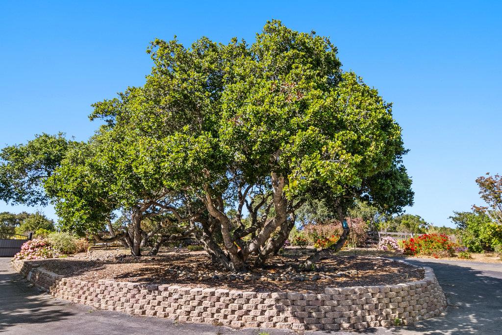 Detail Gallery Image 52 of 58 For 19250 Reavis Way, Salinas,  CA 93907 - 4 Beds | 3/1 Baths
