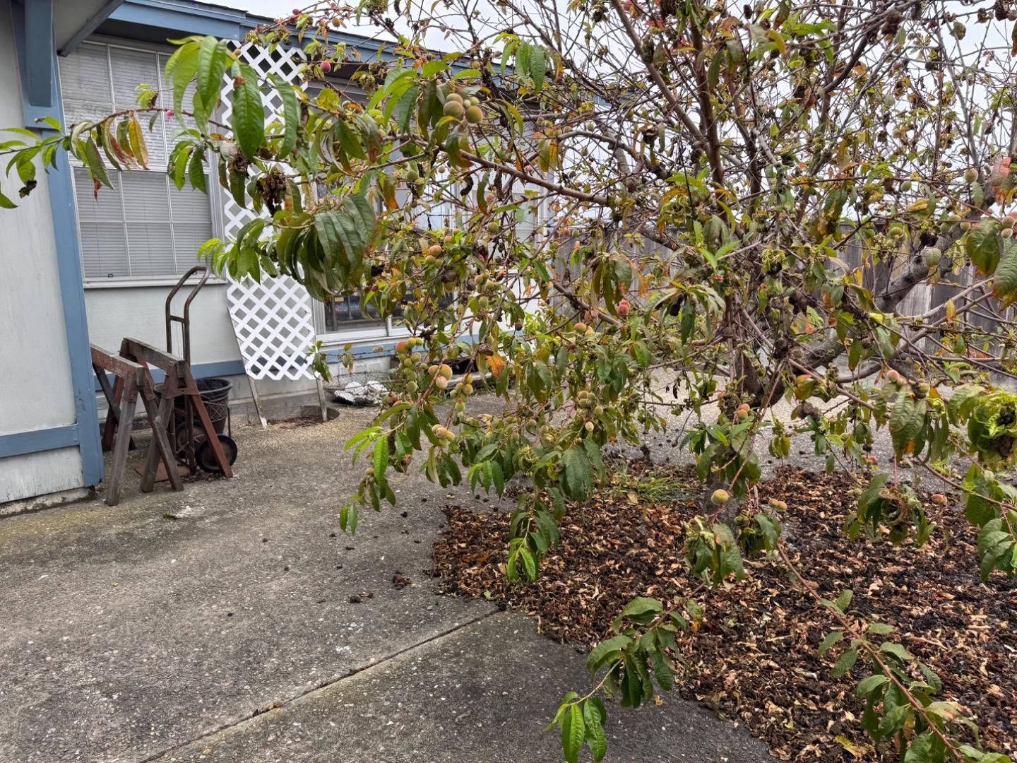 Detail Gallery Image 11 of 20 For 1841 Yosemite St, Seaside,  CA 93955 - 3 Beds | 1/1 Baths