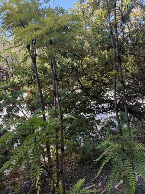 Detail Gallery Image 9 of 35 For 3295 La Mesa Dr #3,  San Carlos,  CA 94070 - 1 Beds | 1 Baths