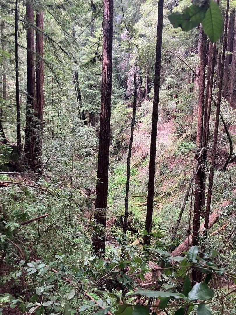 Detail Gallery Image 18 of 20 For 7000 Soquel San Jose Rd, Los Gatos,  CA 95033 - – Beds | – Baths