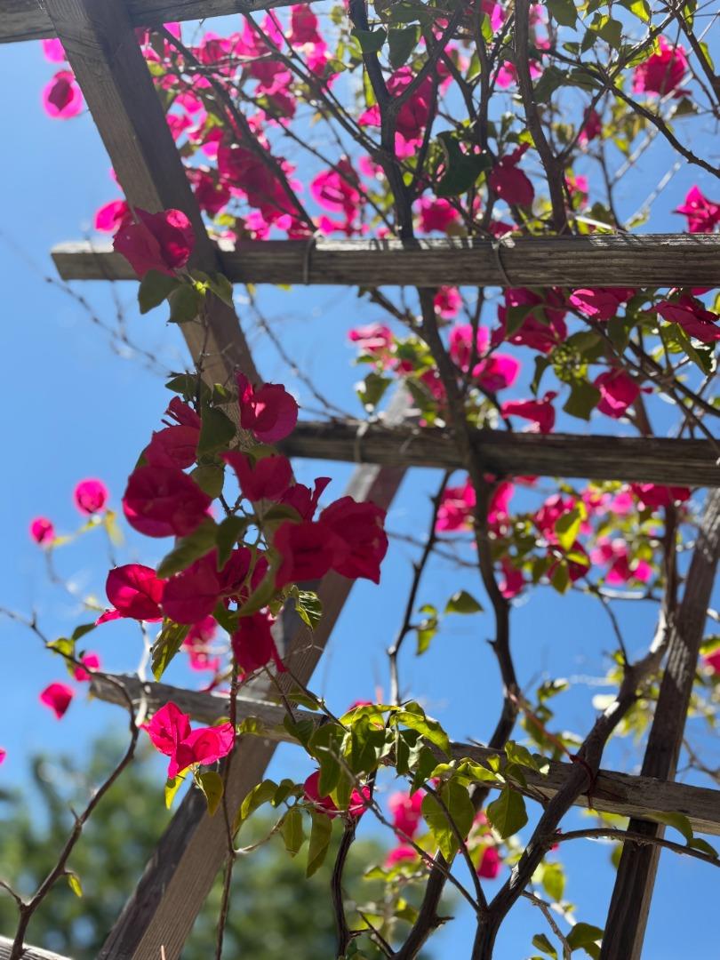 Detail Gallery Image 6 of 58 For 706 Livingston Pl, Rio Vista,  CA 94571 - 3 Beds | 2 Baths