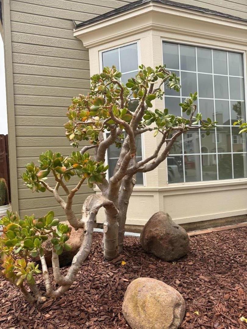Detail Gallery Image 29 of 34 For 1980 Princeton Ct, Salinas,  CA 93906 - 4 Beds | 2/1 Baths