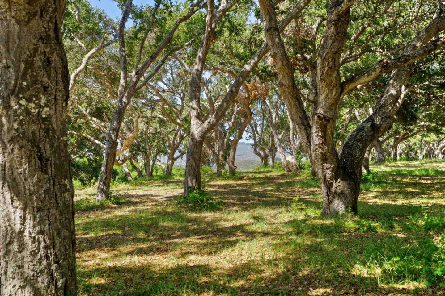 Detail Gallery Image 10 of 15 For 4 Holding Field Run, Carmel,  CA 93923 - – Beds | – Baths