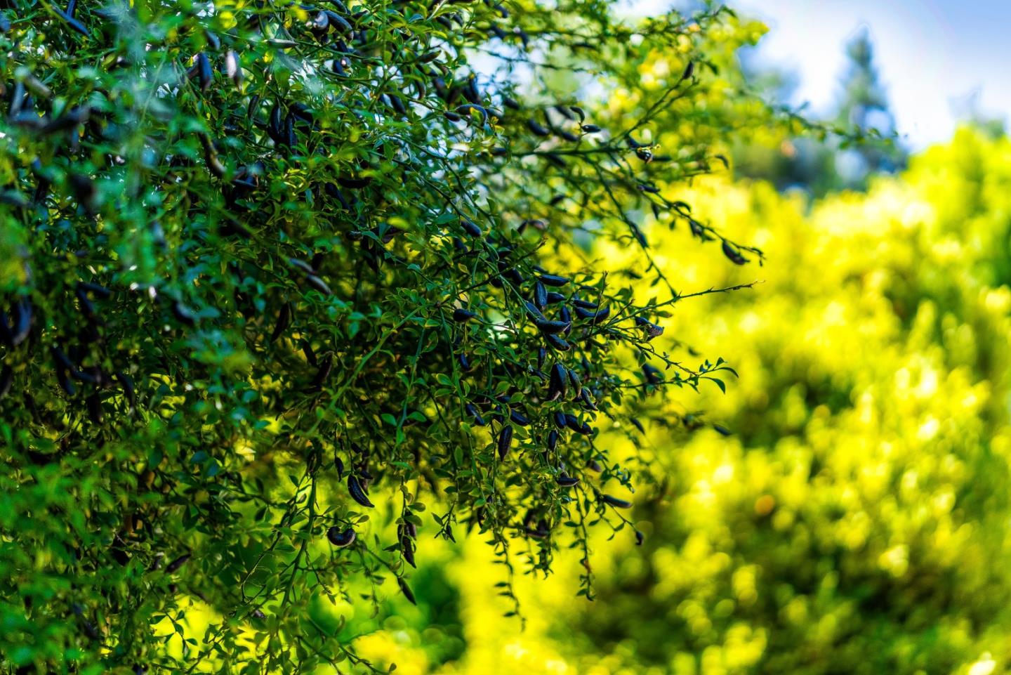 Detail Gallery Image 48 of 70 For 2801 S Main St, Soquel,  CA 95073 - 3 Beds | 3/1 Baths