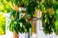 Detail Gallery Image 70 of 70 For 2801 S Main St, Soquel,  CA 95073 - 3 Beds | 3/1 Baths