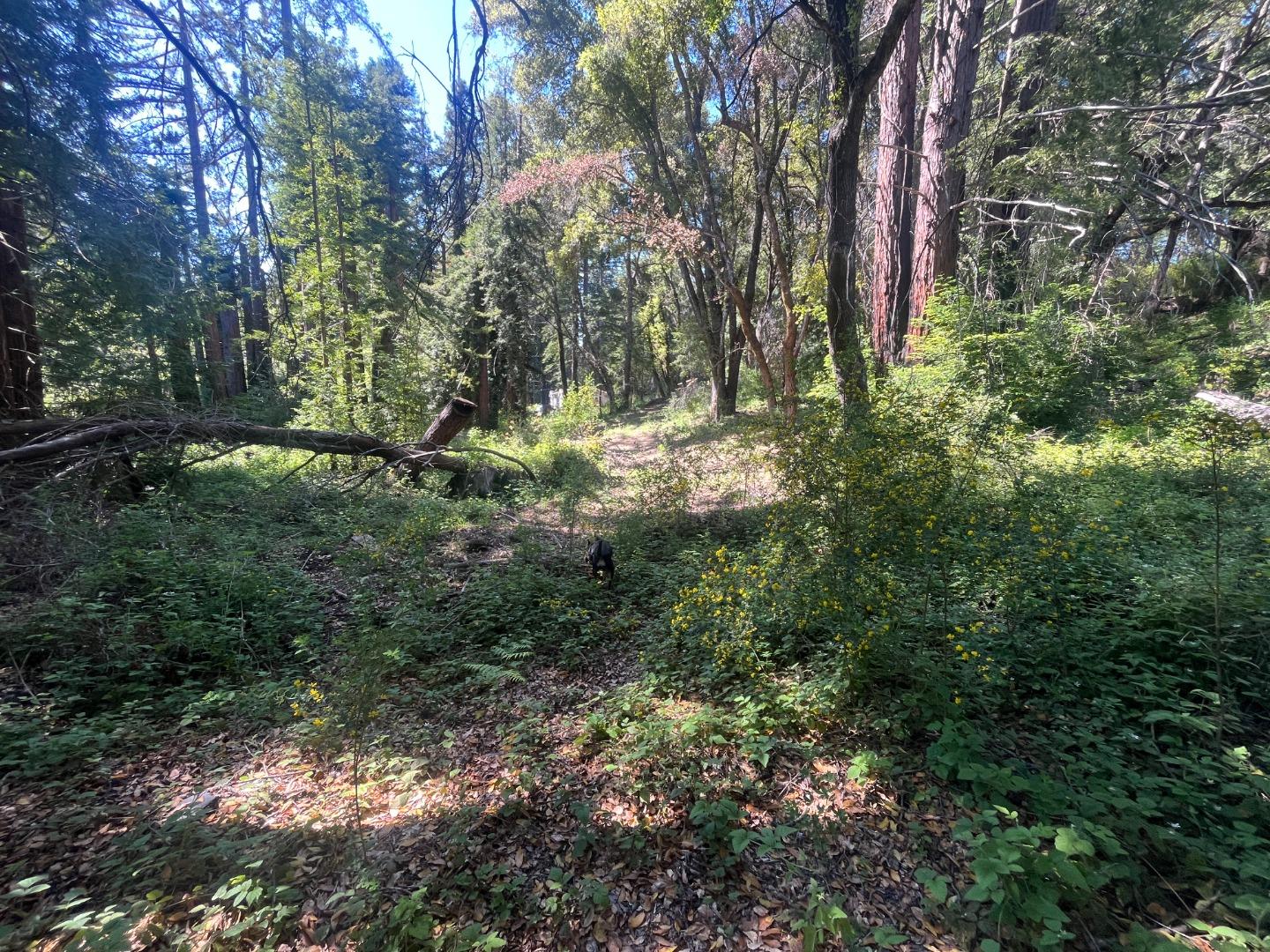 Detail Gallery Image 21 of 26 For 201 Hill House Rd, Boulder Creek,  CA 95006 - – Beds | – Baths