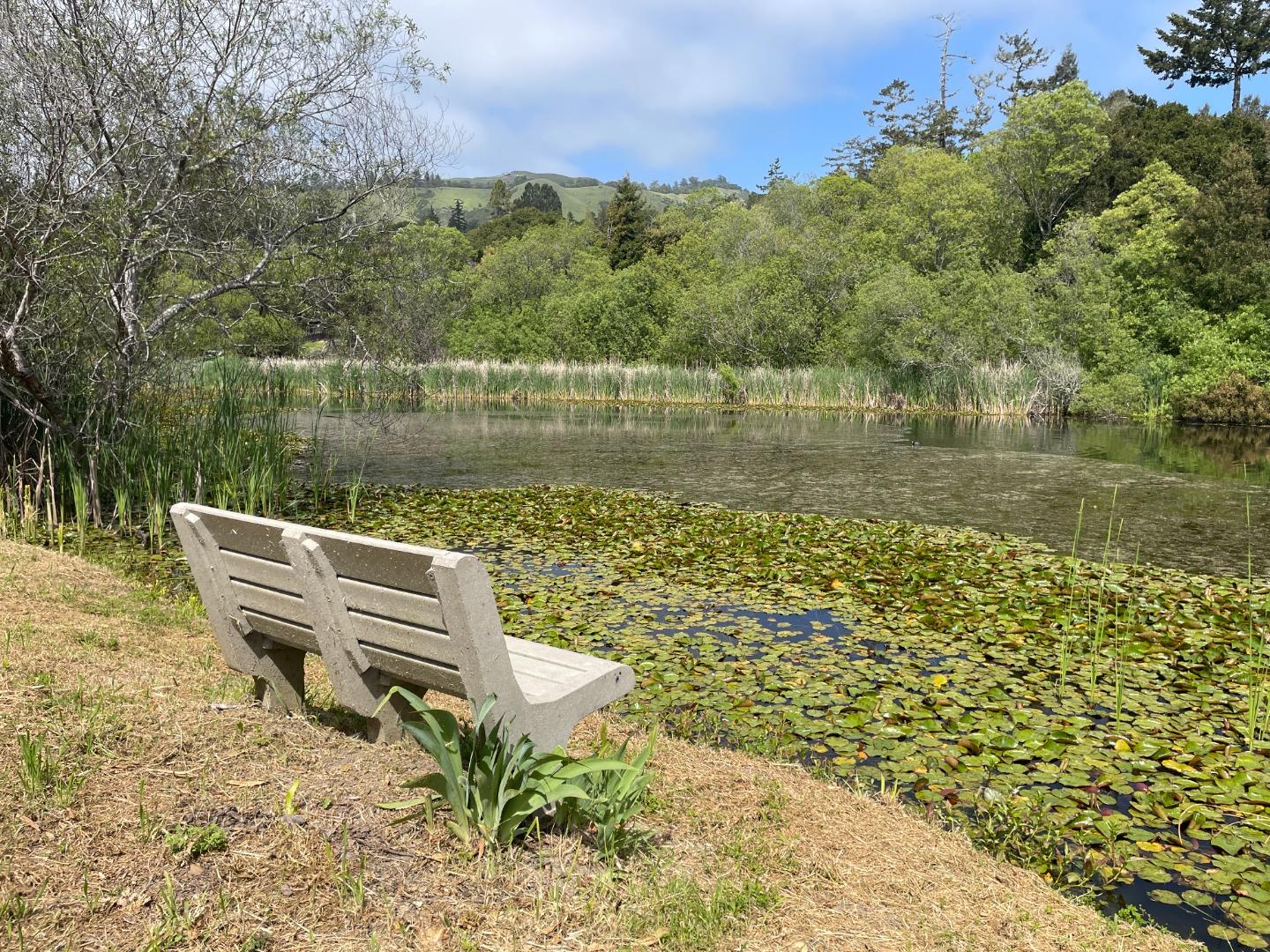 Detail Gallery Image 72 of 77 For 35 Sequoia Dr, La Honda,  CA 94020 - 2 Beds | 1/1 Baths