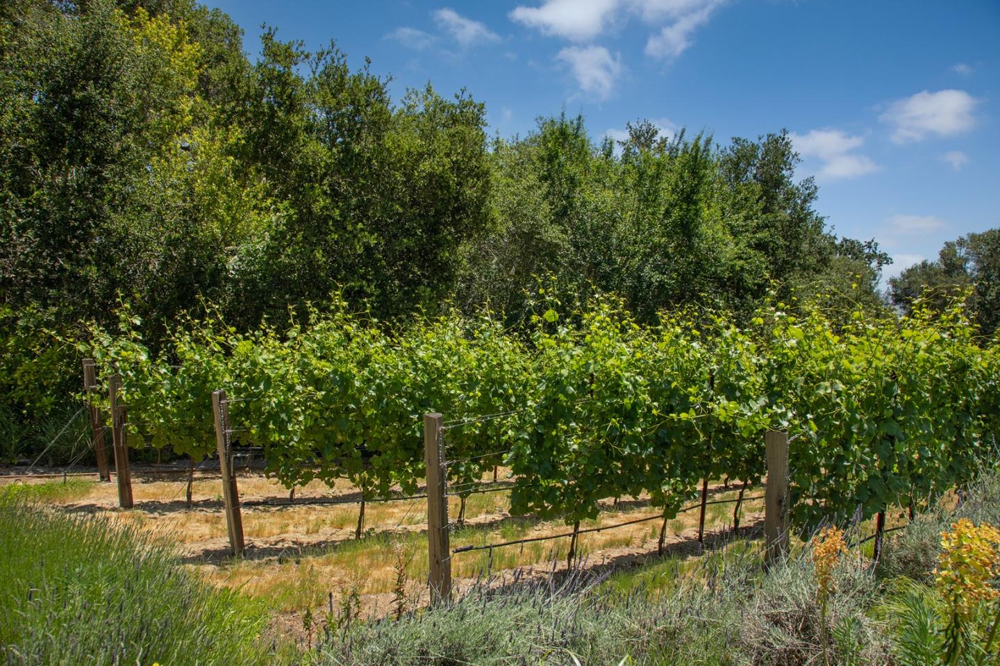 Detail Gallery Image 30 of 32 For 211 Winding Way, Woodside,  CA 94062 - 6 Beds | 6/2 Baths