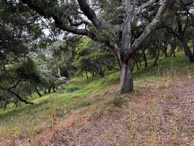 Detail Gallery Image 10 of 17 For 0 Pesante Rd, Salinas,  CA 93907 - – Beds | – Baths