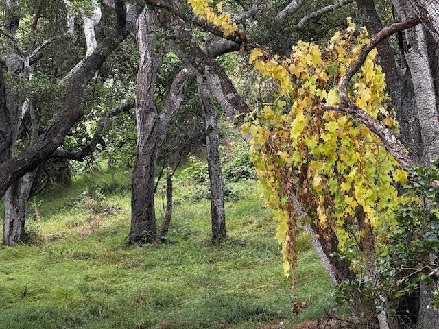 Detail Gallery Image 16 of 17 For 0 Pesante Rd, Salinas,  CA 93907 - – Beds | – Baths