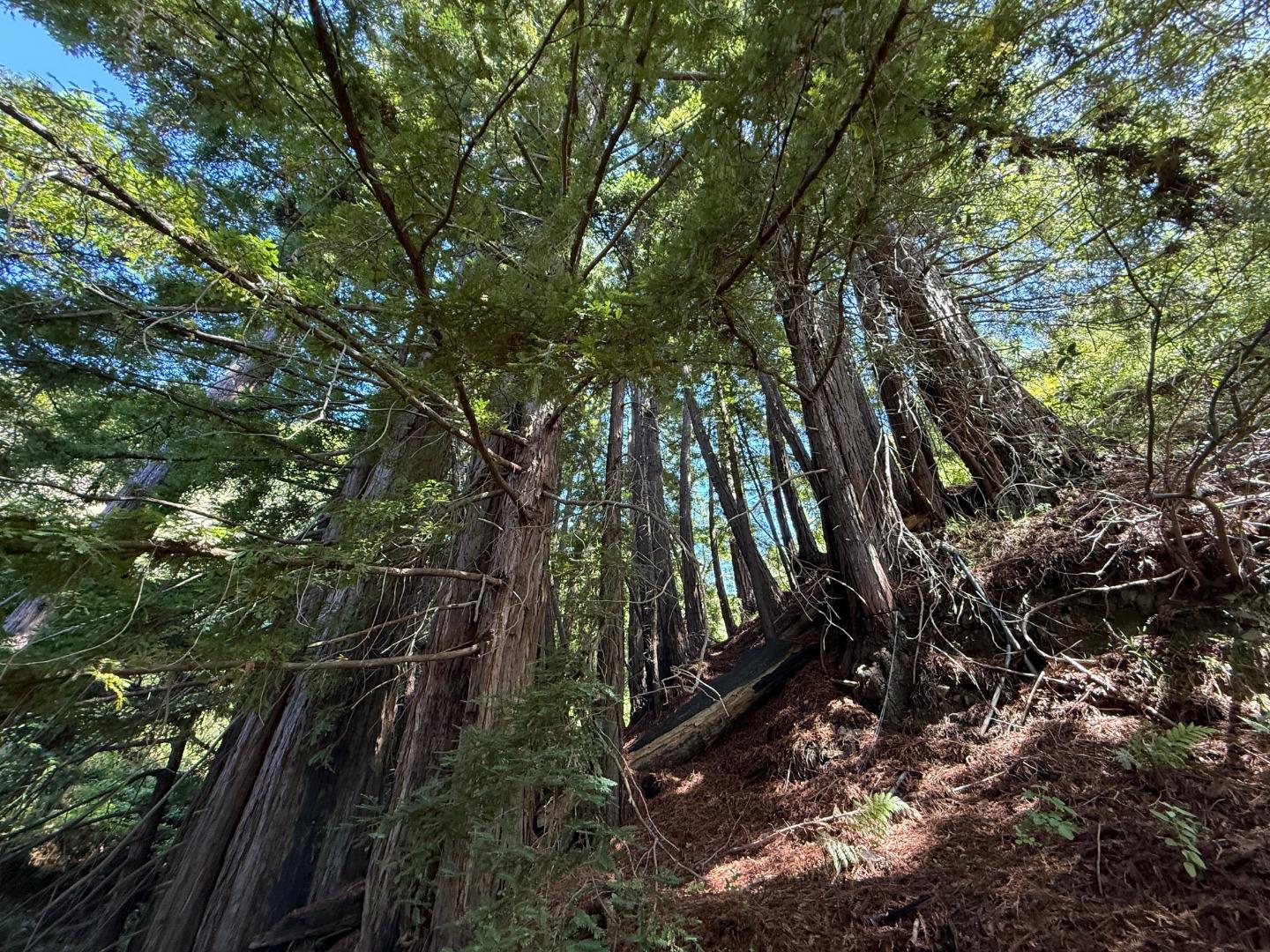 Detail Gallery Image 38 of 42 For 46480 Clear Ridge Rd, Big Sur,  CA 93920 - 1 Beds | 0/2 Baths