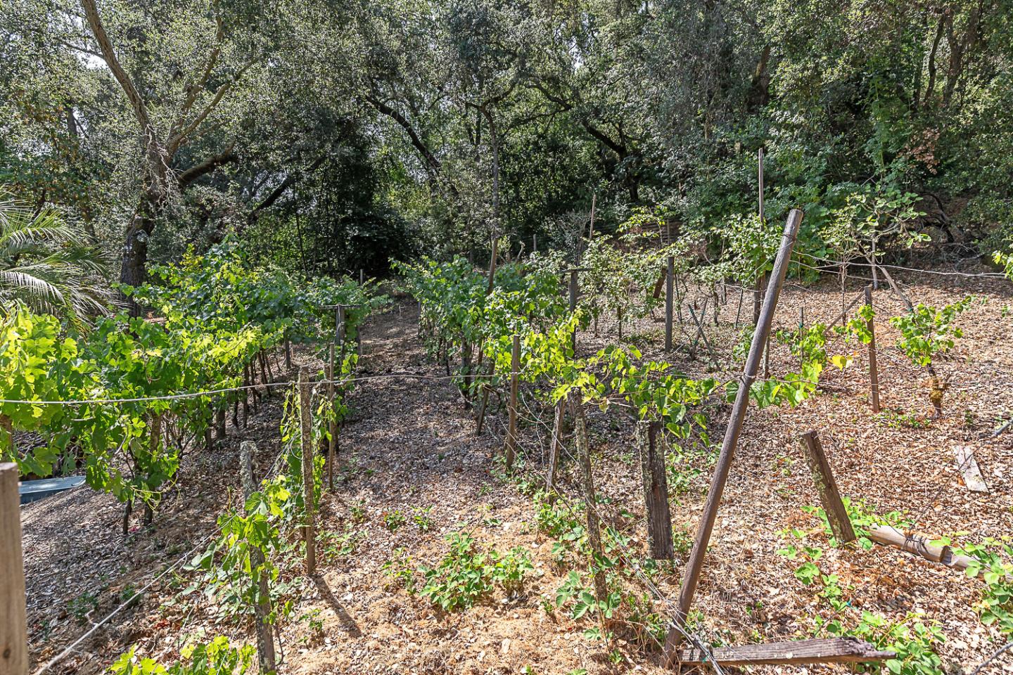 Detail Gallery Image 47 of 59 For 3 Oak Forest Ct, Portola Valley,  CA 94028 - 6 Beds | 5/1 Baths