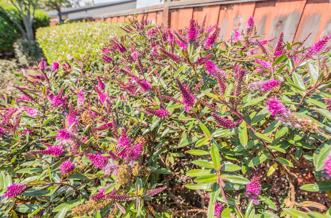 Detail Gallery Image 43 of 43 For 322 Coleridge Dr, Salinas,  CA 93901 - 3 Beds | 2/1 Baths