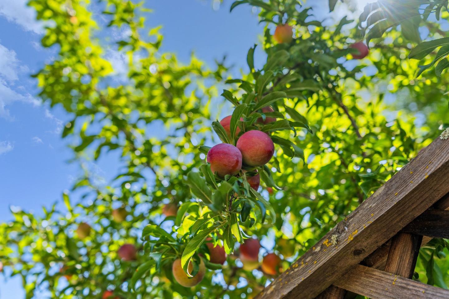 Detail Gallery Image 5 of 47 For 14530 De Anza Ct, Morgan Hill,  CA 95037 - 3 Beds | 2 Baths