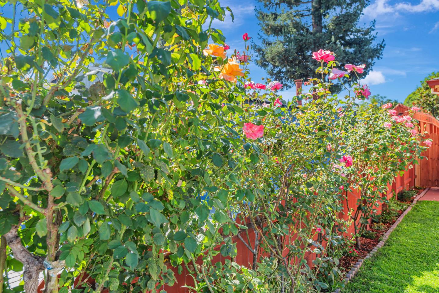 Detail Gallery Image 4 of 34 For 250 San Carlos Ave, Redwood City,  CA 94061 - 2 Beds | 1 Baths